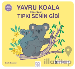 Yavru Koala Öğreniyor Tıpkı Senin Gibi