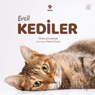 Evcil Kediler