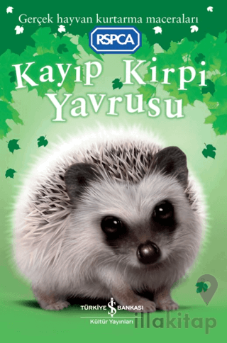 Kayıp Kirpi Yavrusu