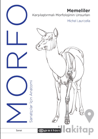 Morfo Memeliler Karşılaştırmalı Morfolojinin Unsurları