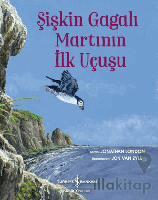 Şişkin Gagalı Martının İlk Uçuşu