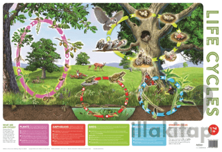 Wallchart Pack of 2 9+