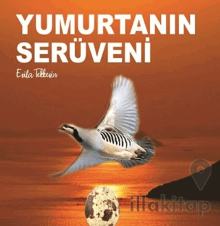 Yumurtanın Serüveni